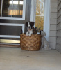 Stella x Recon Puppy